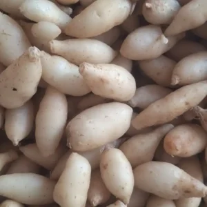 👇  🌿 বীর্য মণির উপকারিতা (হারবাল পুরুষ স্বাস্থ্য সাপোর্ট)